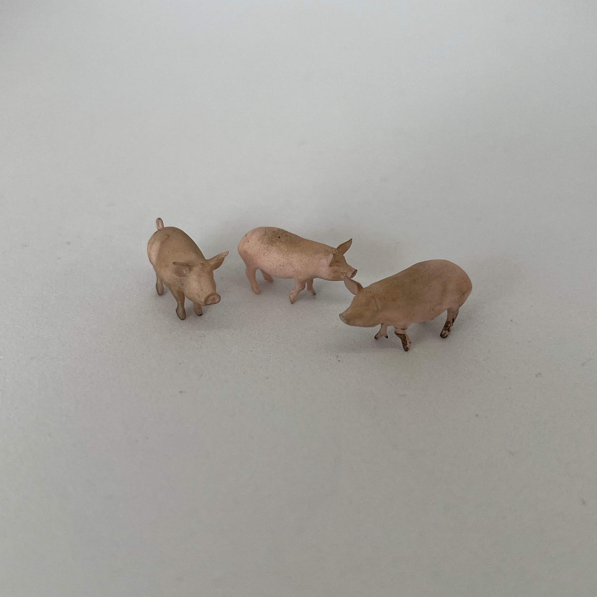 Cochon x3